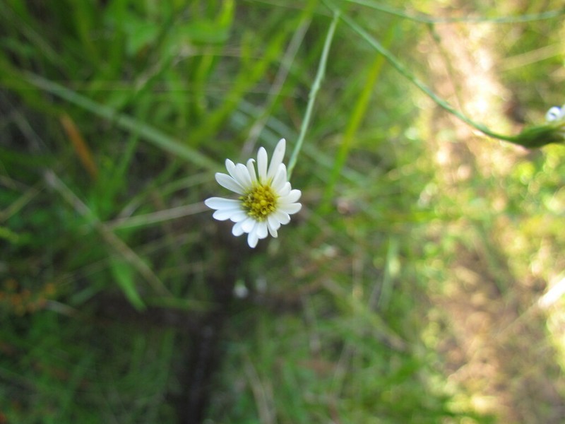 Symphyotrichum regnellii photo 8