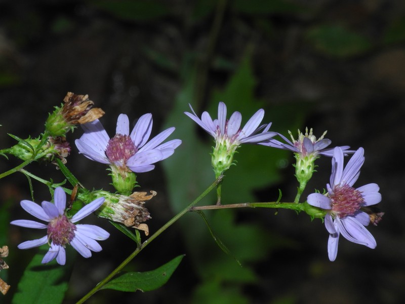 Rigid Whitetop Aster photo 3