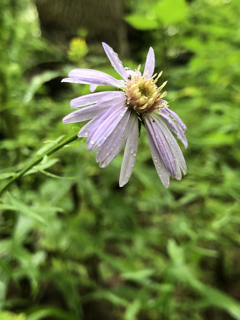 Rigid Whitetop Aster photo 4