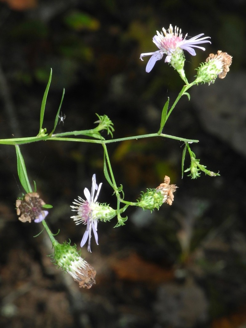 Rigid Whitetop Aster photo 6