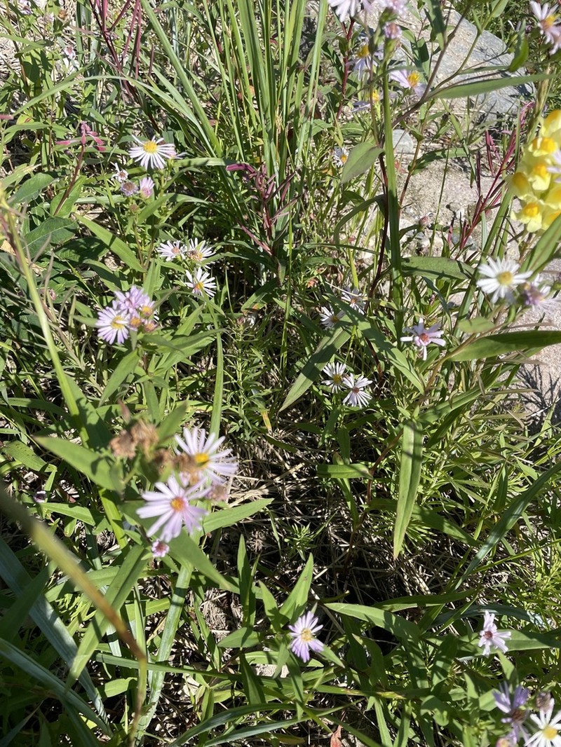 Longleaf Aster photo 5