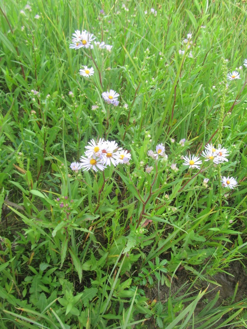 Longleaf Aster photo 6