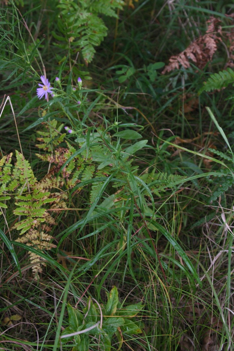 Longleaf Aster photo 7