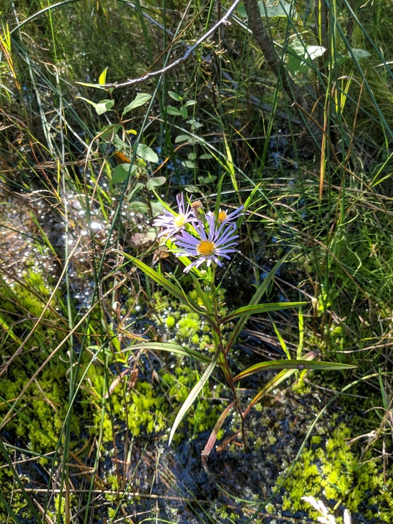 Longleaf Aster photo 8