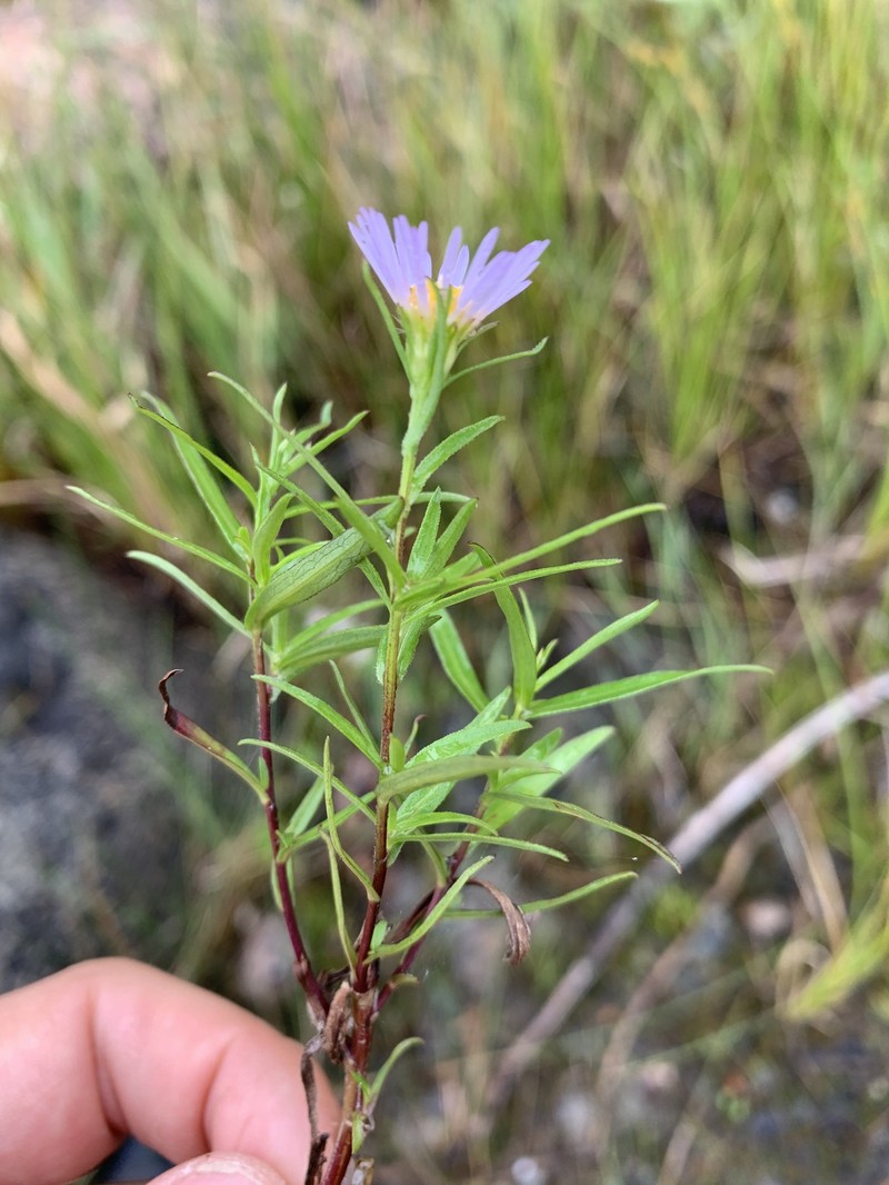 Longleaf Aster photo 2
