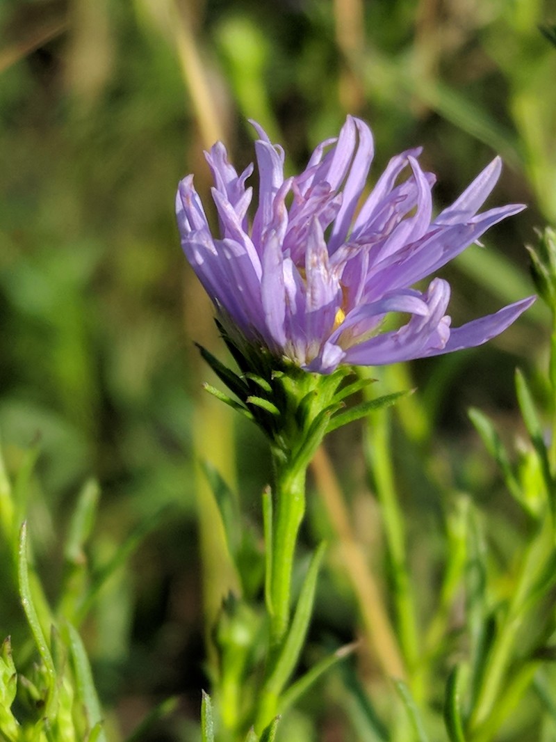 Longleaf Aster photo 3