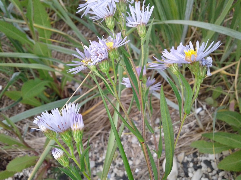 Longleaf Aster photo 4