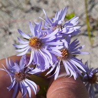 Longleaf Aster
