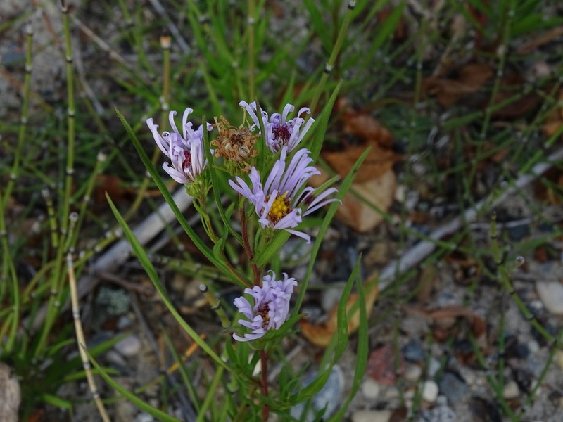 Longleaf Aster photo 5