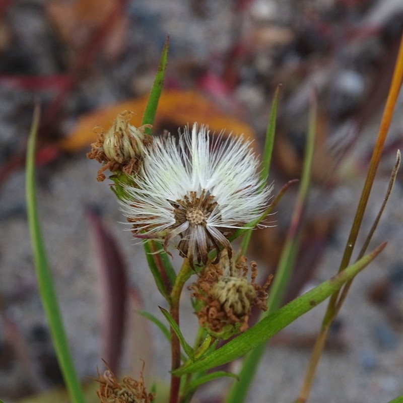 Longleaf Aster photo 6