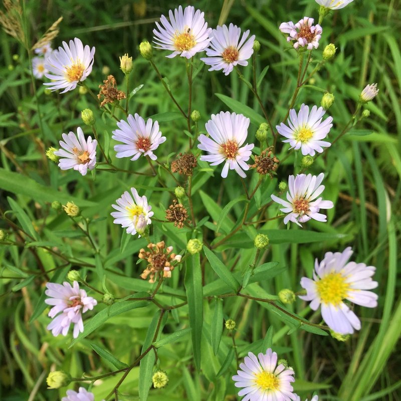 Symphyotrichum salignum