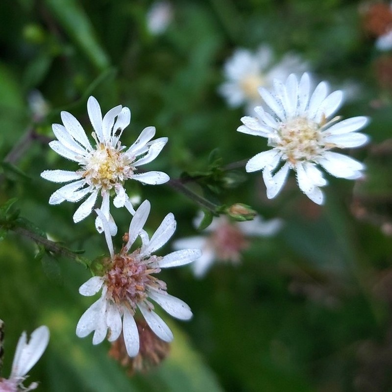 Symphyotrichum schaffneri