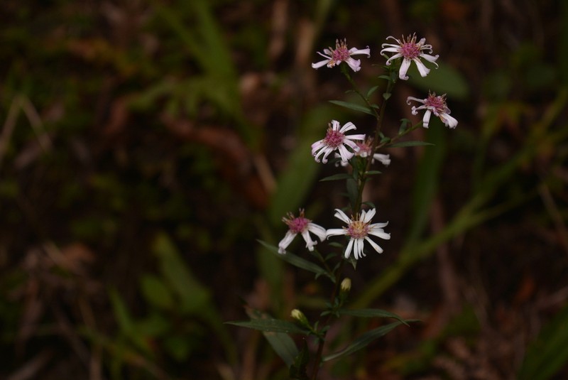 Symphyotrichum schaffneri photo 2