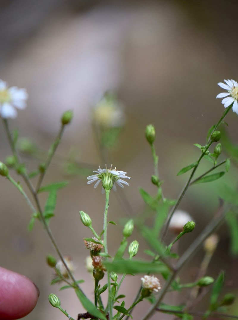 Symphyotrichum schaffneri photo 3
