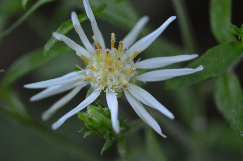 Symphyotrichum schaffneri photo 4