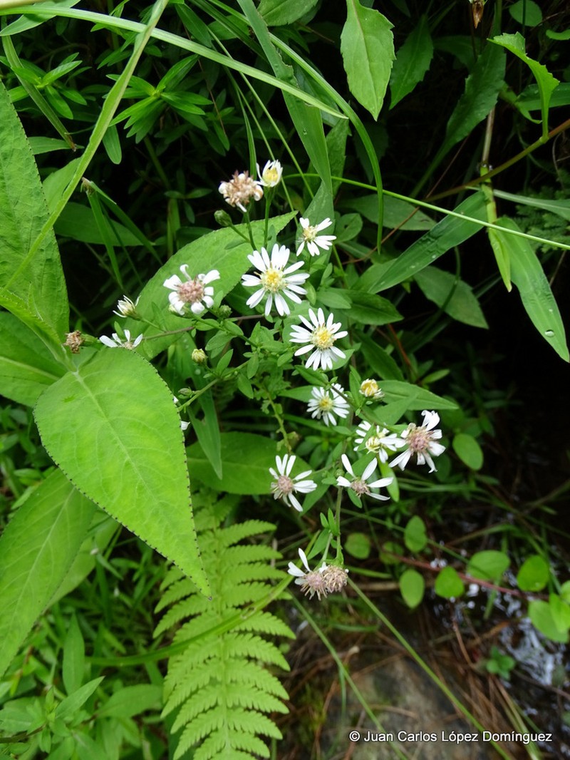 Symphyotrichum schaffneri photo 5