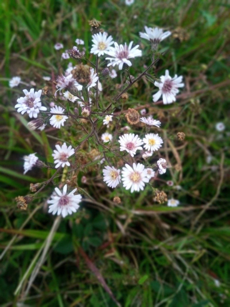 Symphyotrichum schaffneri photo 6