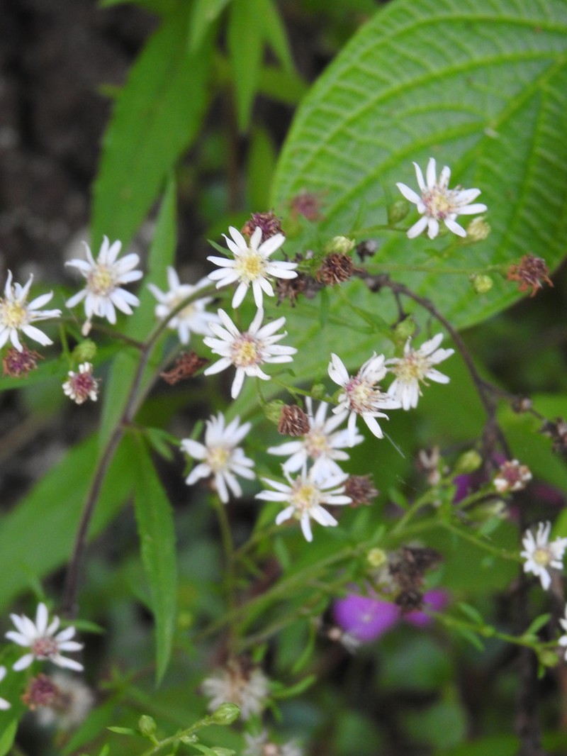 Symphyotrichum schaffneri photo 7
