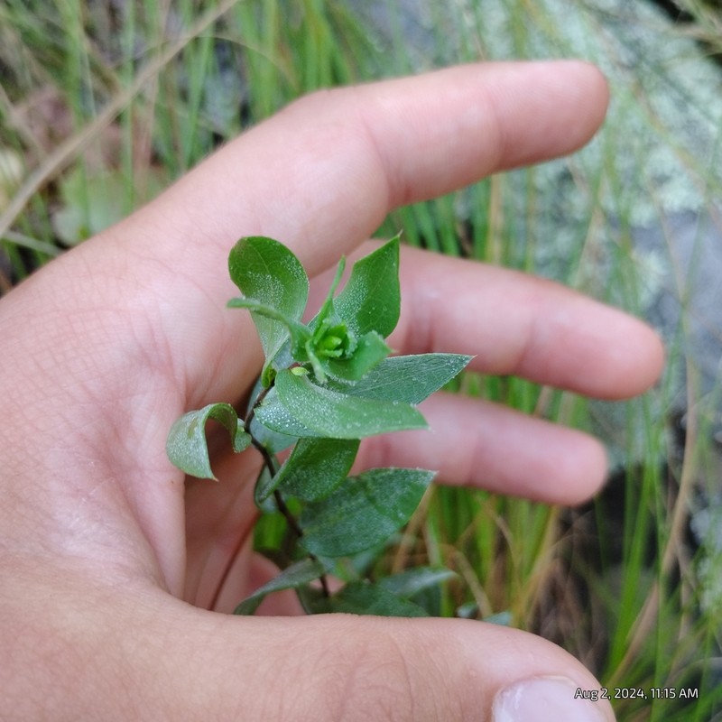 Western Silver Aster photo 5