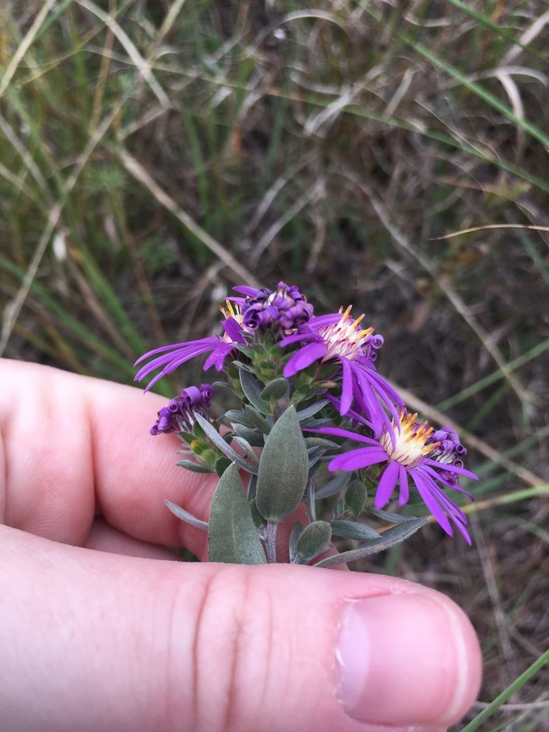 Western Silver Aster photo 6