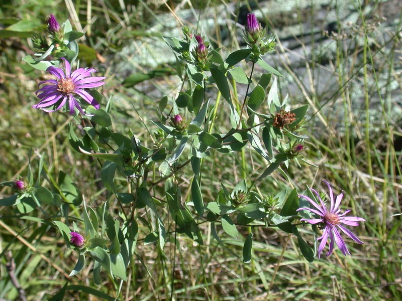 Western Silver Aster photo 7