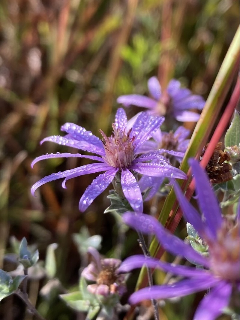 Western Silver Aster photo 8