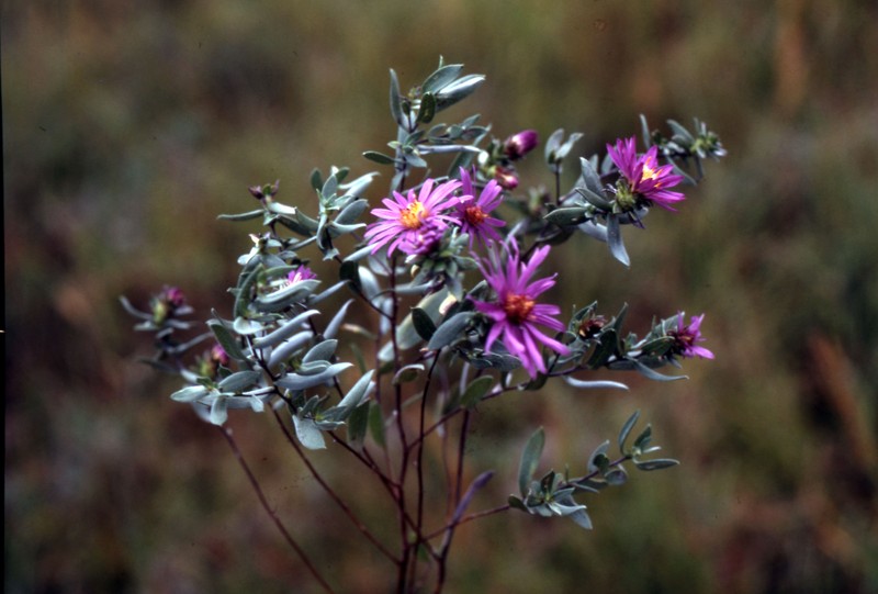 Western Silver Aster photo 2