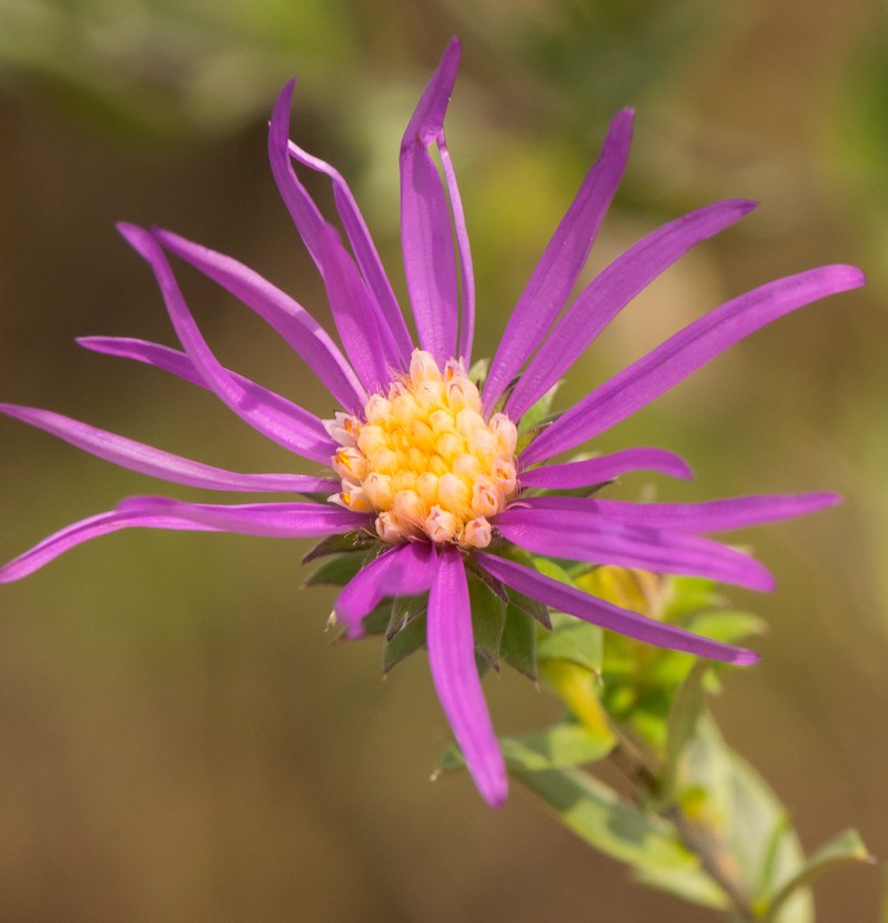 Western Silver Aster photo 3