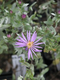 Western Silver Aster