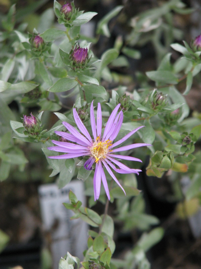 Western Silver Aster