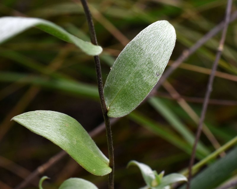 Western Silver Aster photo 6