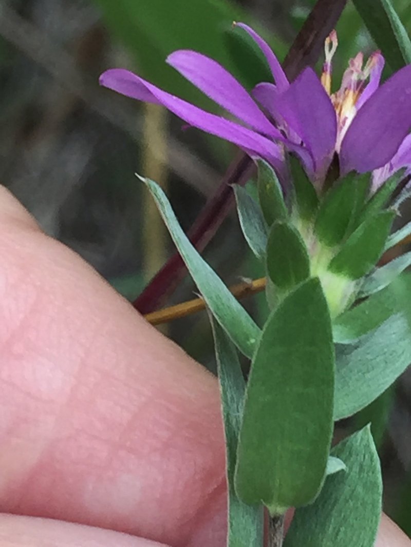 Western Silver Aster photo 7