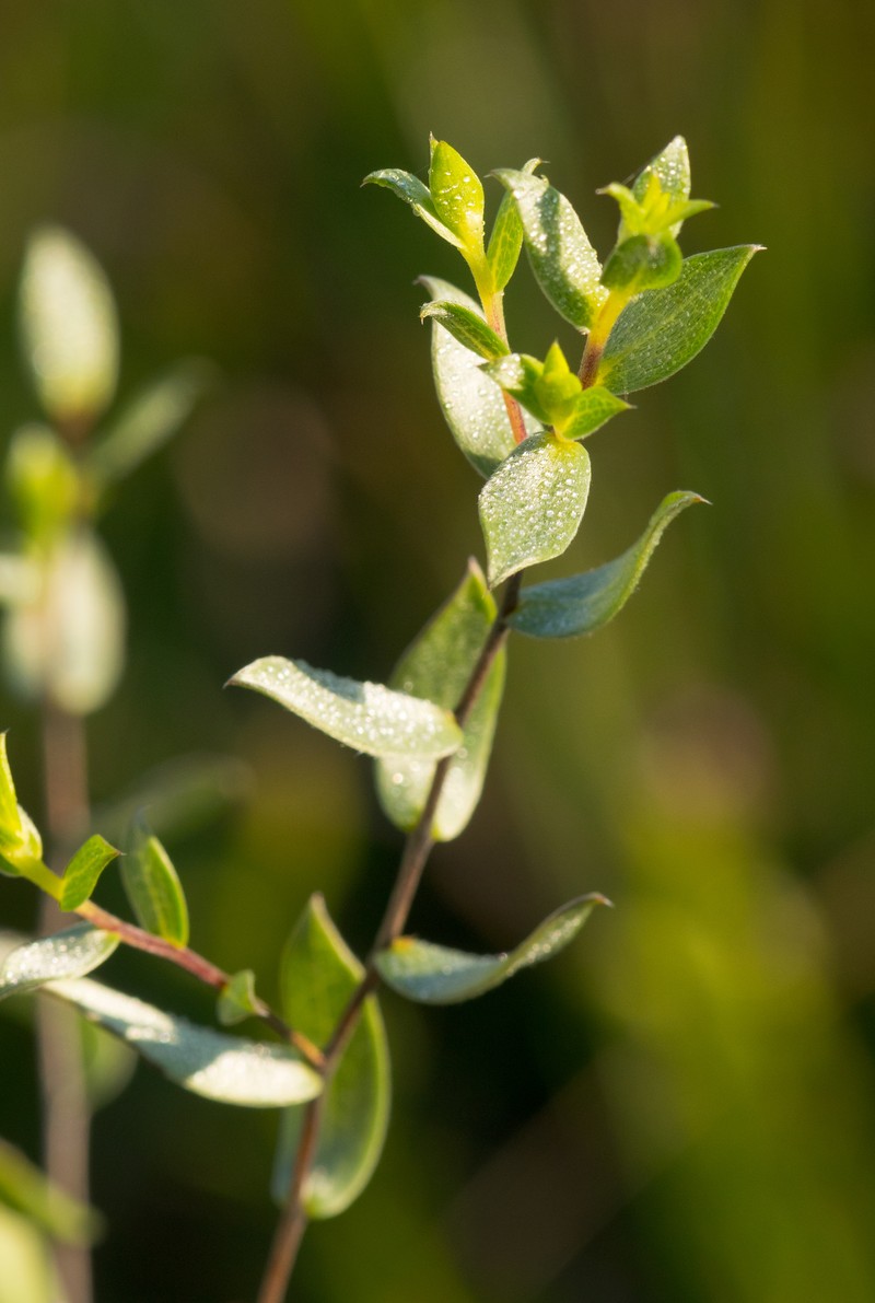 Western Silver Aster photo 4
