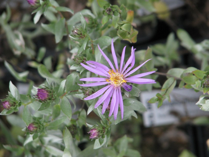 Western Silver Aster