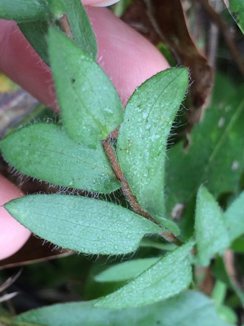 Western Silver Aster photo 5