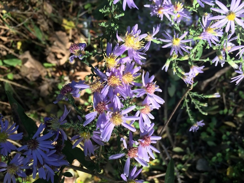 Short's Aster photo 8