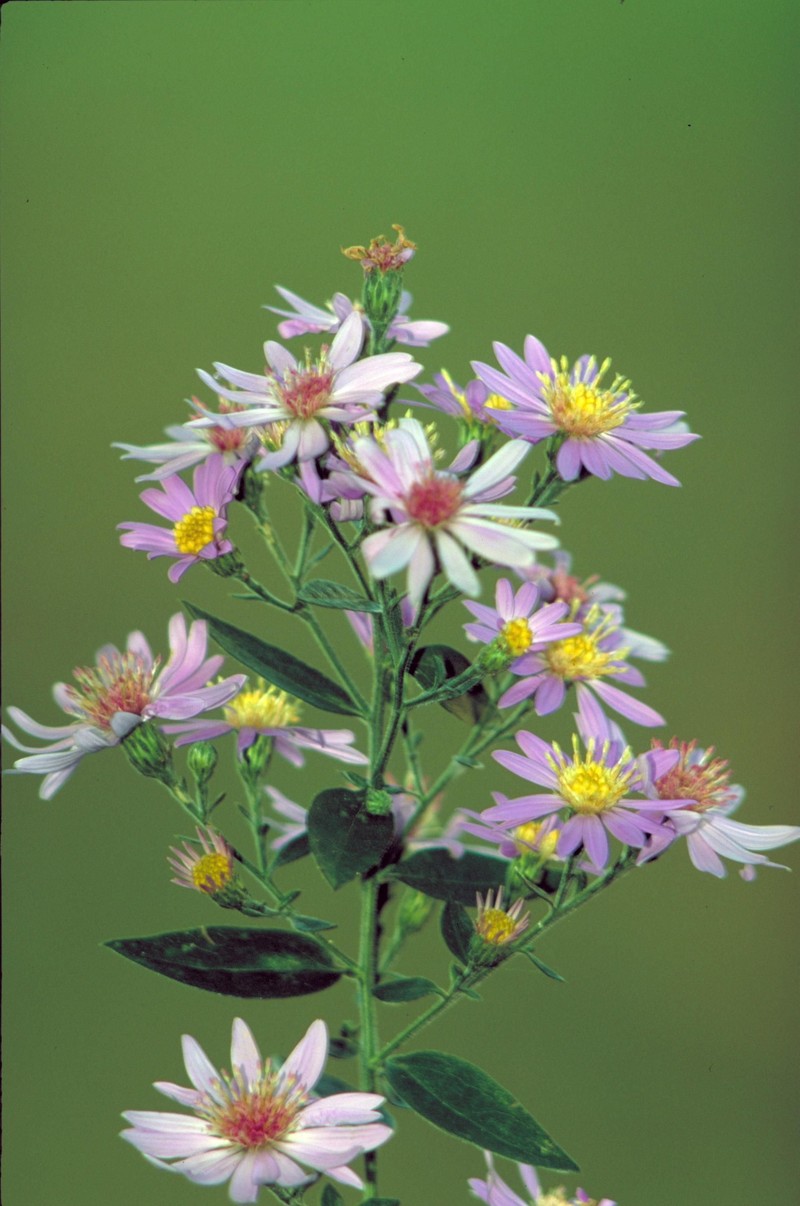Short's Aster photo 5