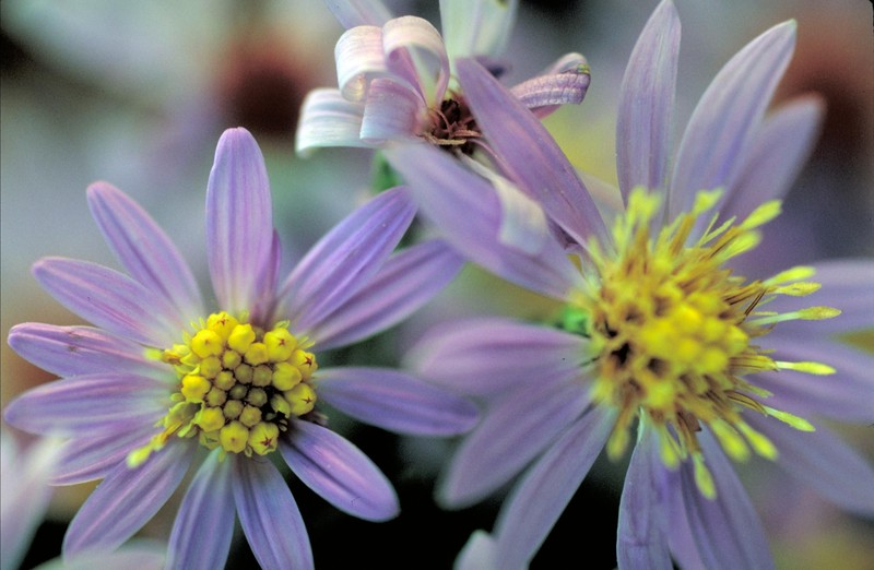 Short's Aster photo 6