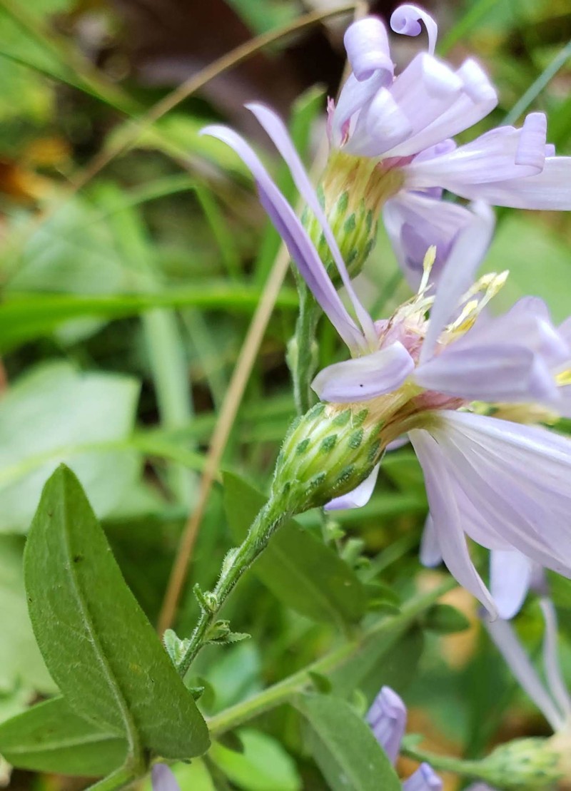 Short's Aster photo 7