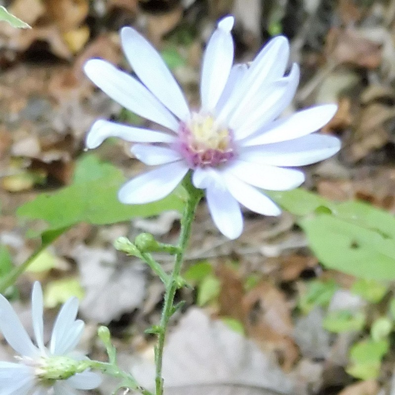 Short's Aster