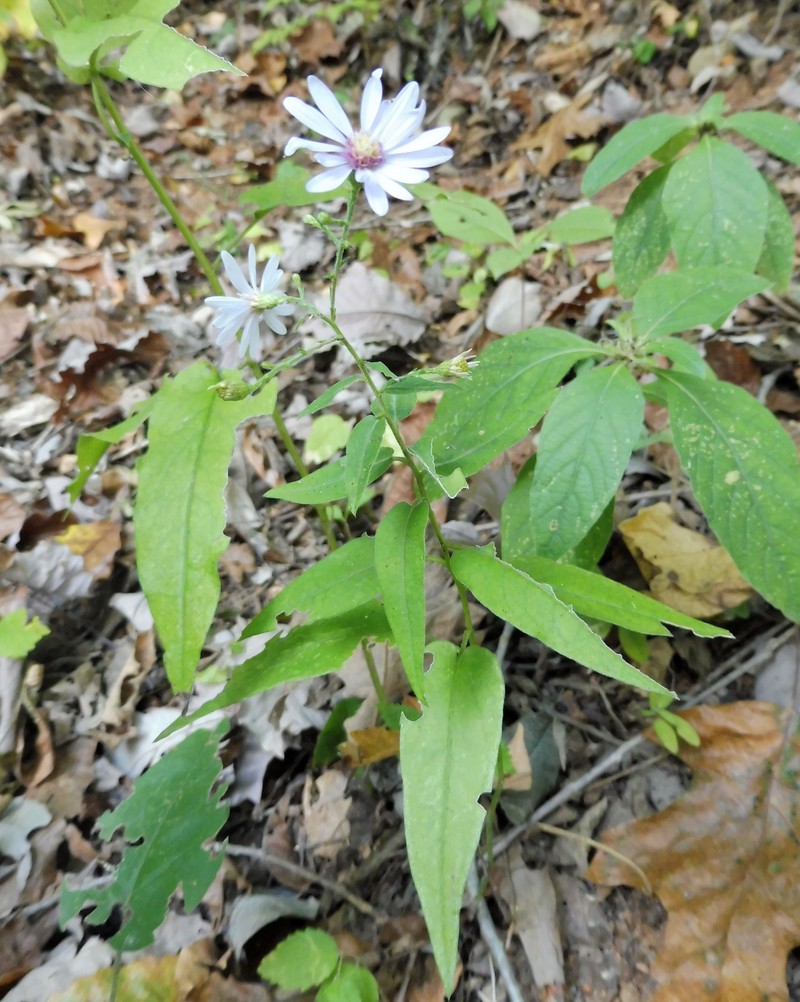 Short's Aster photo 2