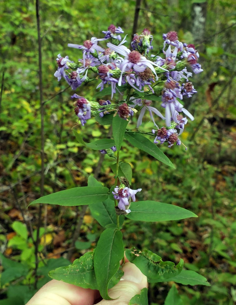 Short's Aster photo 3