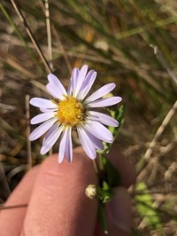 Kral's Aster