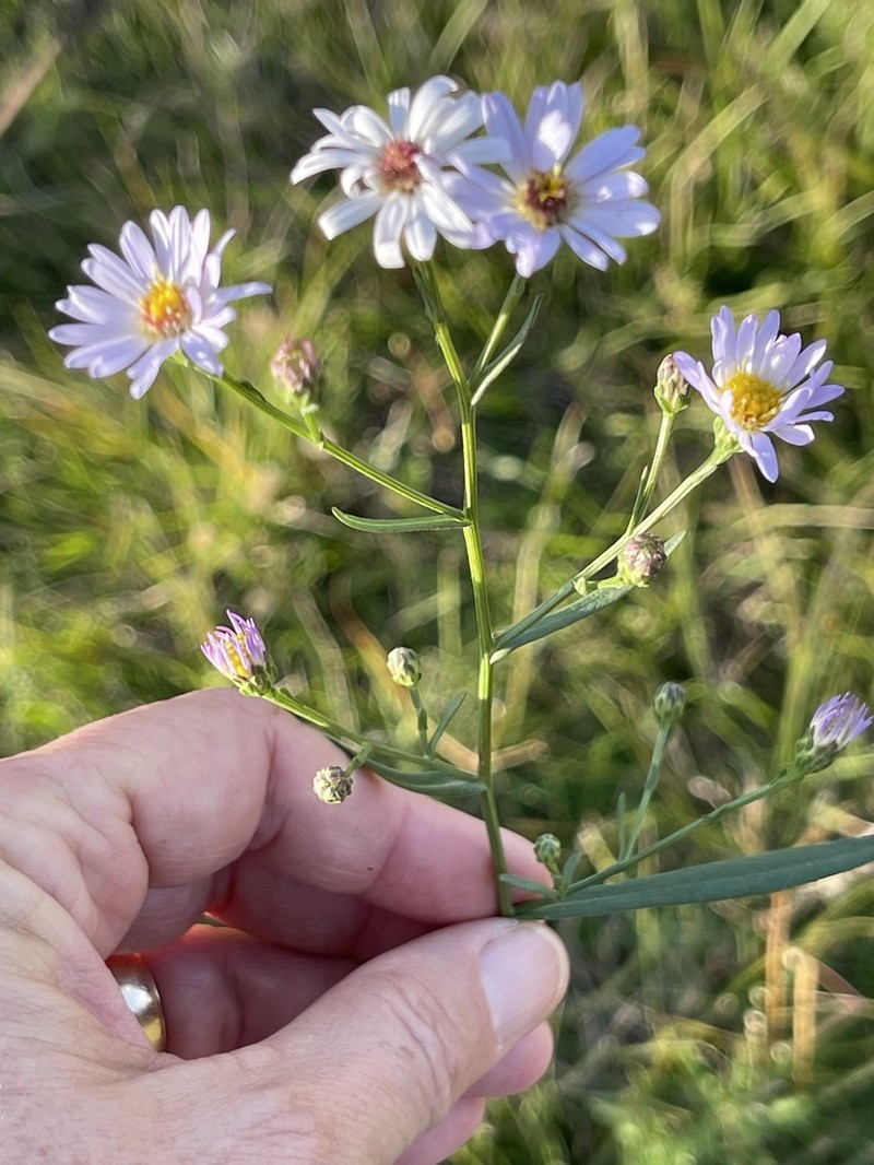 Simmonds' Aster photo 6