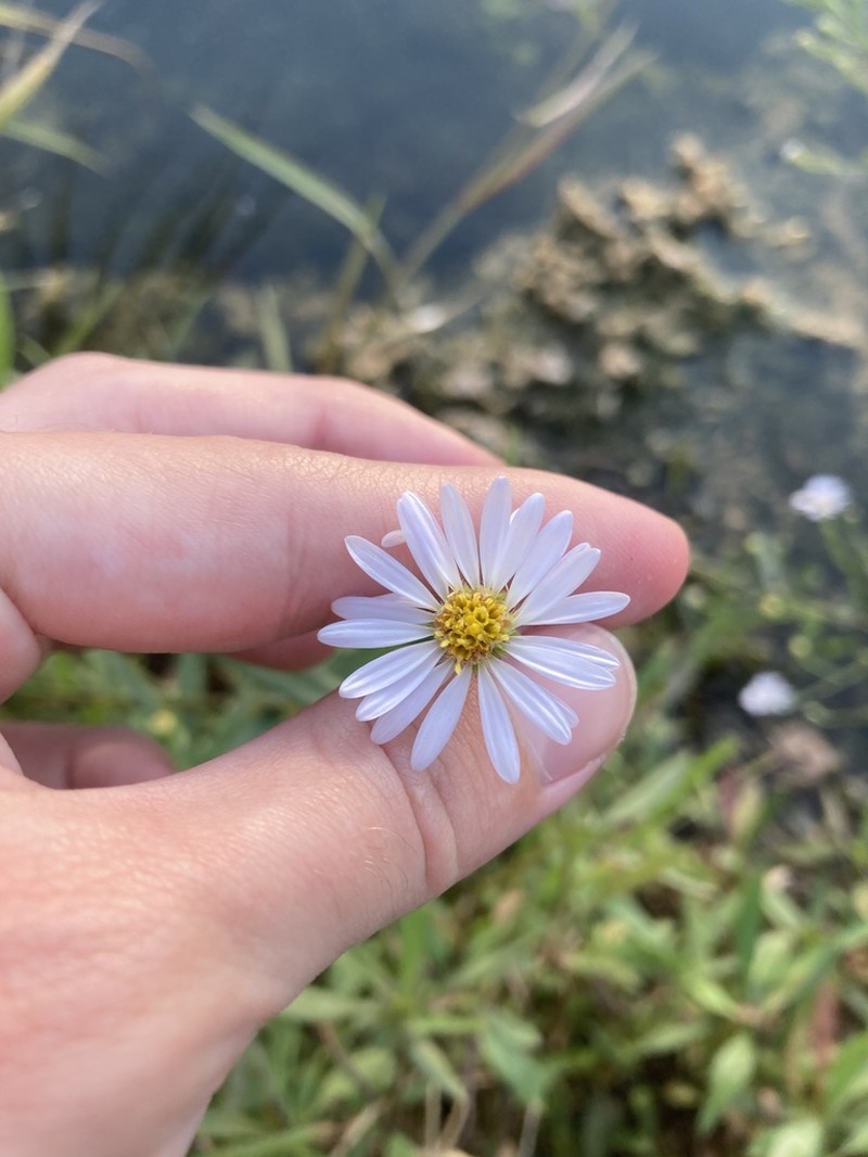 Simmonds' Aster photo 7