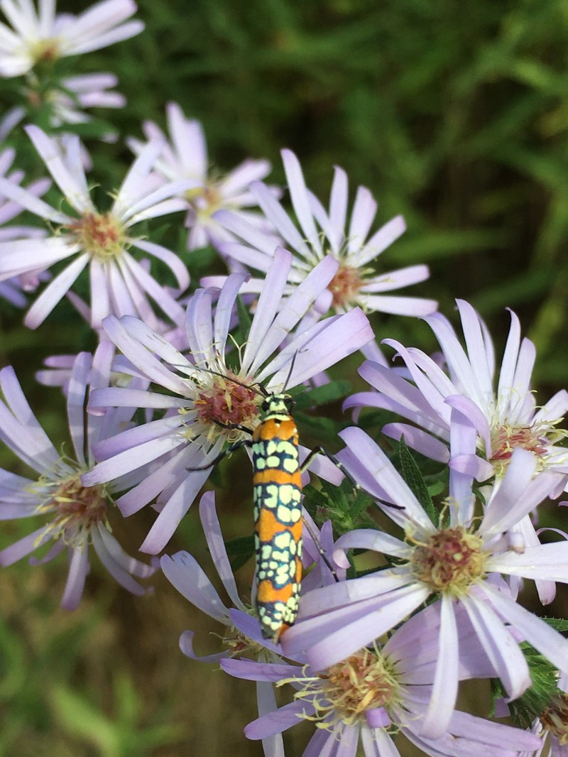 Simmonds' Aster photo 2