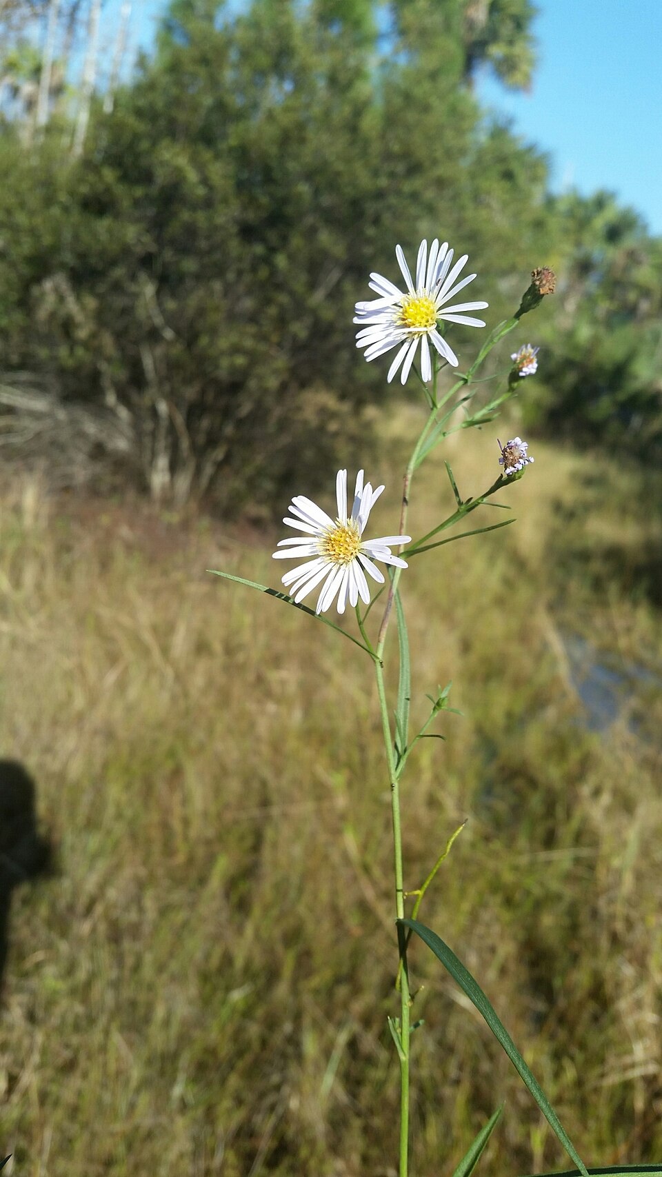 Simmonds' Aster photo 5