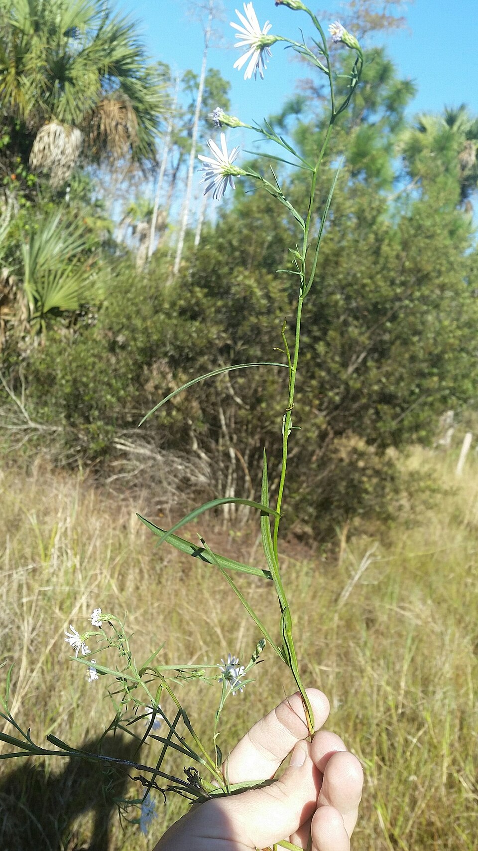 Simmonds' Aster photo 6