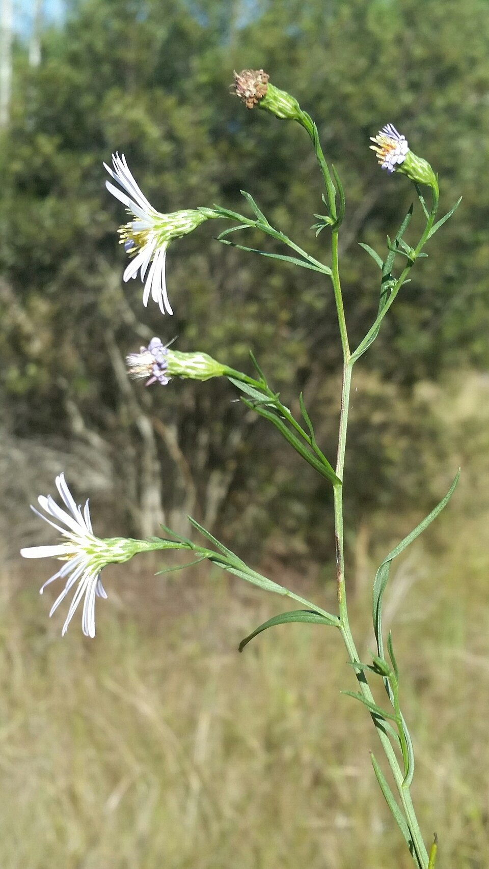 Simmonds' Aster photo 7
