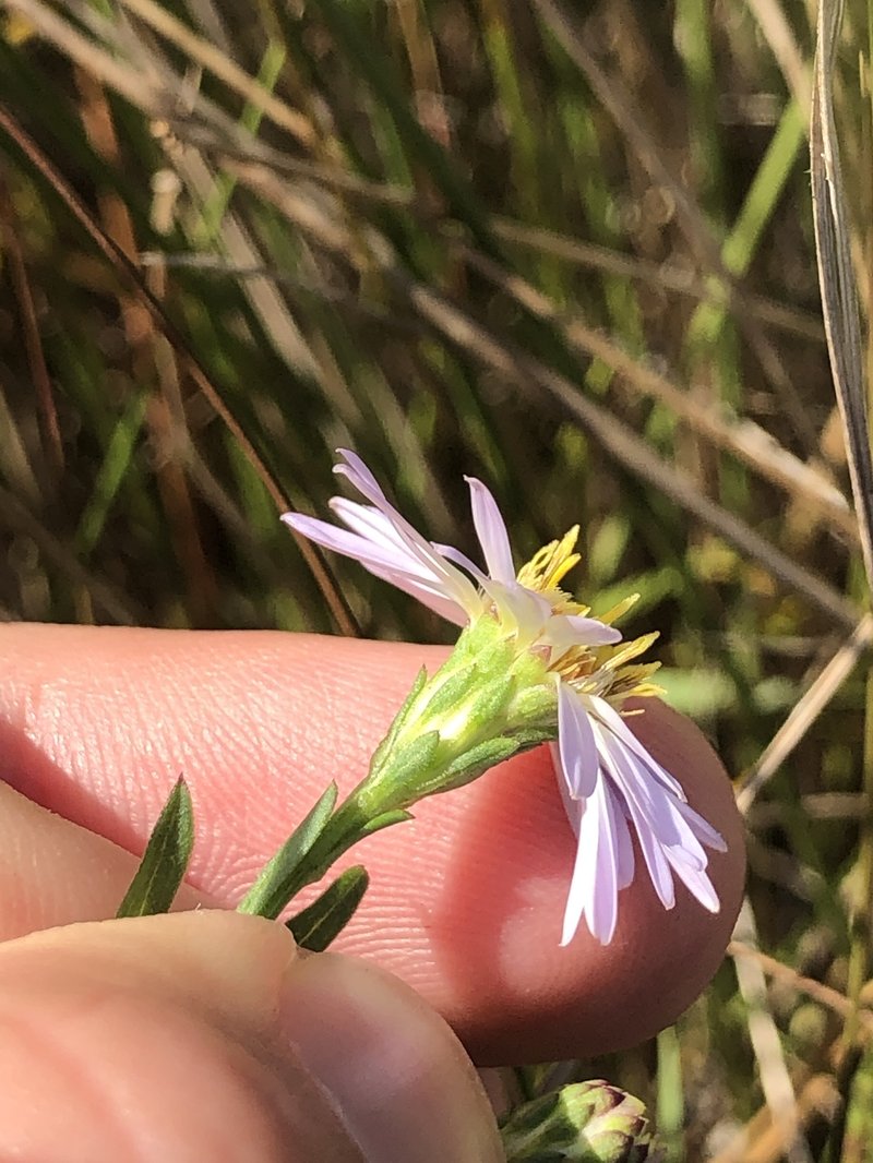 Simmonds' Aster photo 8
